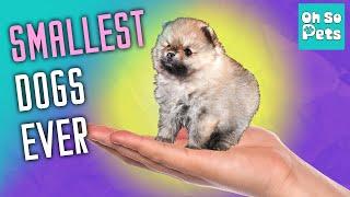 Top 15 Smallest Dog Breeds (You Never Knew Existed)