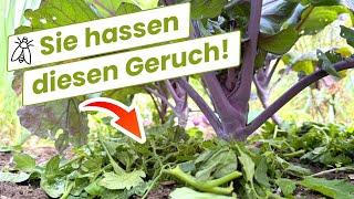 Wie Tomatenblätter deine Kohlpflanzen schützen