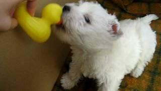 Westie Puppy vs. Ducky =)