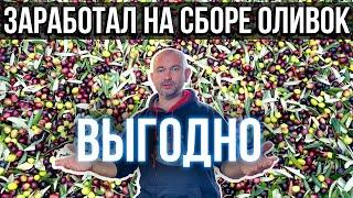 Сколько я заработал на сборе оливок в Италии. Выгодно!