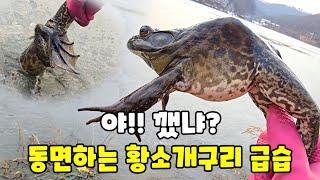 동면하는 황소개구리 1편! 얼음 깨고 급습 했습니다 이렇게 잡아 드세요!!