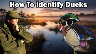 How To Identify Ducks