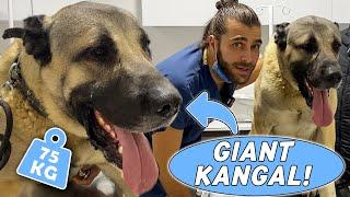 GIANT SHEPHARD DOG KANGAL! ( 75 Kilograms! ) #TheVet