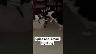 Spice and Amari at it again #cat #spice #cats