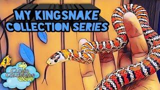 My kingsnake collection Series  part 4