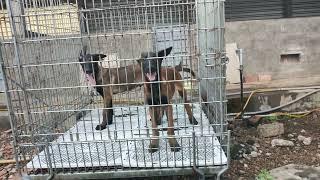 Cặp Đực Becgie Bỉ Malinois Khủng LH 0327 529 579 Zalo