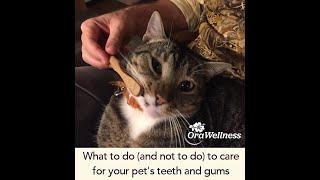 How to care for your pet's teeth and gums (SILLY)