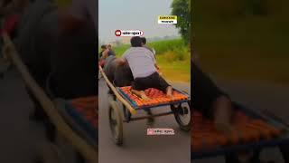 झोटे रेस मुकाबले की टक्कर ।। vaibhav rajpura ।। jhota race video#shorts