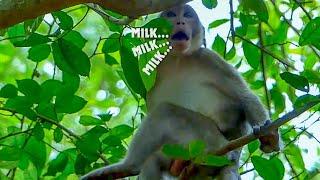 Milk.. Milk... Poor baby monkey Janna so hungry milk crying angry mum not allowed her to get milk