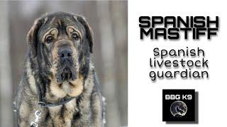 Spanish Mastiff | dog breed [facts] | BBG K9 |