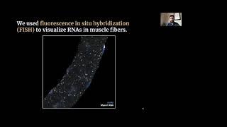 Discovering transport of RNA skeletal muscle 3D microscopy image analysis & Markov| SciPy 2021