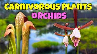  We Discovered AMAZING Wild Orchids and Carnivorous Plants in Florida! 