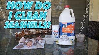 How Do You Clean Seashells? / A Look Into How I Go About Cleaning Seashells