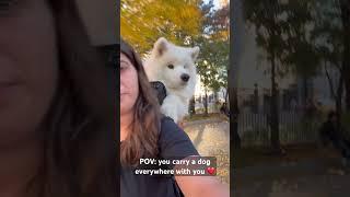 I Carry my Samoyed EVERYWHERE!