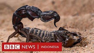 Berburu bisa kalajengking paling mematikan di dunia - BBC News Indonesia