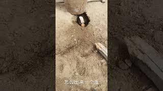 RABBIT, OMG Animals SOO Cute! AWW Cute baby animals, CUTEST moment of the Animal Planet 兔子 #691