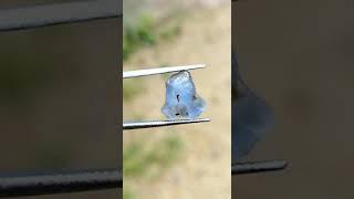 Natural Blue Sapphire gem || #gemstone #viral #shorts #sapphire #youtuber