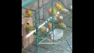 CARA MEMBEDAKAN JENIS KELAMIN BURUNG LOVEBIRD