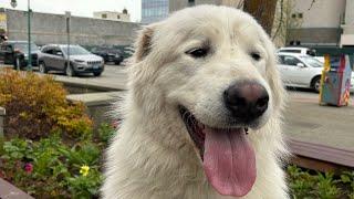 OLK9 Anchorage Ak, 1.5 Y.O Great pyrenees has a 180% transformation ￼