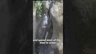 platypus  A cute animal