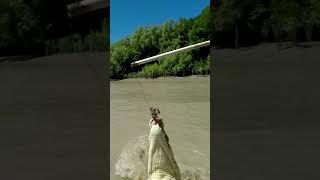 Aggressive Crocodile Jumping | Saltwater Jumping Crocodile #viral #shorts