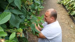 Picking Raspberries