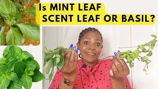 Revealed: The Shocking Difference Between MINT LEAF and Scent LEAF/Basil!