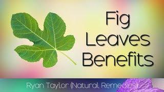 Fig Leaves: Benefits & Uses