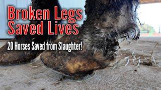 January Almost Live Assessment and Buyout - 20 Saved from Slaughter!