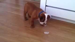 Baby Rugby the Bulldog plays with an ice cube