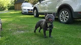 French bulldog, Show quality, Blue frenchie, Lilac french bulldog