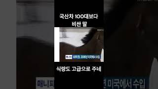 37억짜리 말의 간식