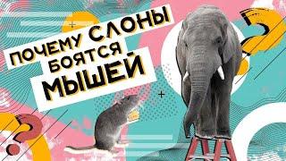 Почему слоны боятся мышей? Хороший Вопрос