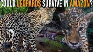 Could Leopards Survive In Amazon among Jaguars?