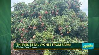 What's Da Scoops : Thieves steal Lychee from farm