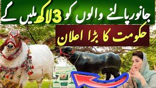 Loan for Livestock for Punjab by Chief Minister Punjab Maryam Nawaz | Interest Free Loan