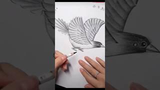 Bird pencil sketch drawing art #shortsfeed #shortsvideo #sketch