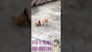 Anjing kawin sama ayam, telur ayam menetas keluar anak² anjing.