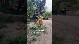 미라클 모닝 실천법 1｜#에버랜드 #사파리월드