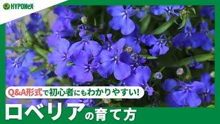 177 ：ロベリアの育て方｜摘心や花がら摘みを行うタイミングは？水やりや肥料などの管理方法もご紹介