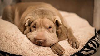 Obedience Training Tips for Chinese Shar-Peis