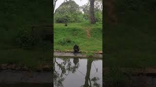 Chimpanzee – Smarter Than You Think!
