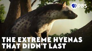 The Extreme Hyenas That Didn't Last