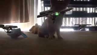 Corgi Versus Killer Drones