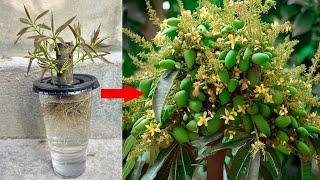 How to Grafting Mango With hormone new Boost Root For Growing Faster