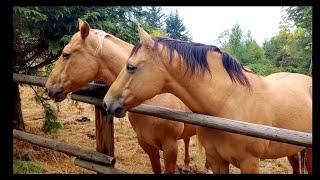 Learn English in Context | Picking Berries with the Horses