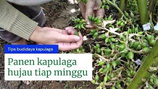 panen kapulaga hijau tiap minggu