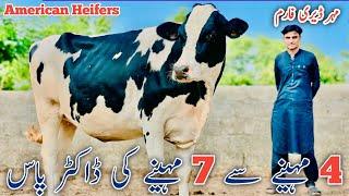 Mahar Dairy Farm | American Heifers And Australian Heifers | Doctor Pass | 5 September 2024