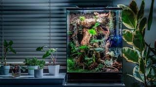 Tropical Planted Terrarium for Crested Gecko