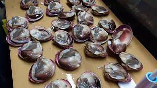 How To Make Clams Sushi - RAW Huge BLOODY CLAM Sashimi (Akagai)